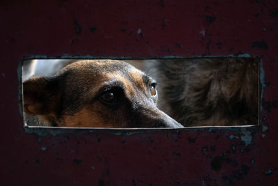 Close-up portrait of a dog