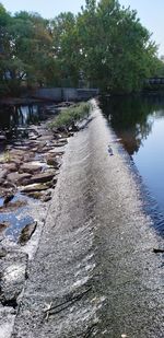 Scenic view of river amidst trees