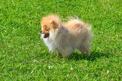 High angle view of dog on field