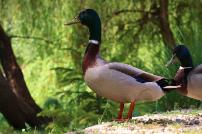 Close-up of mallard duck