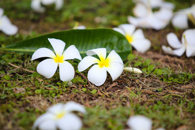 Close-up of white flowering plant on field