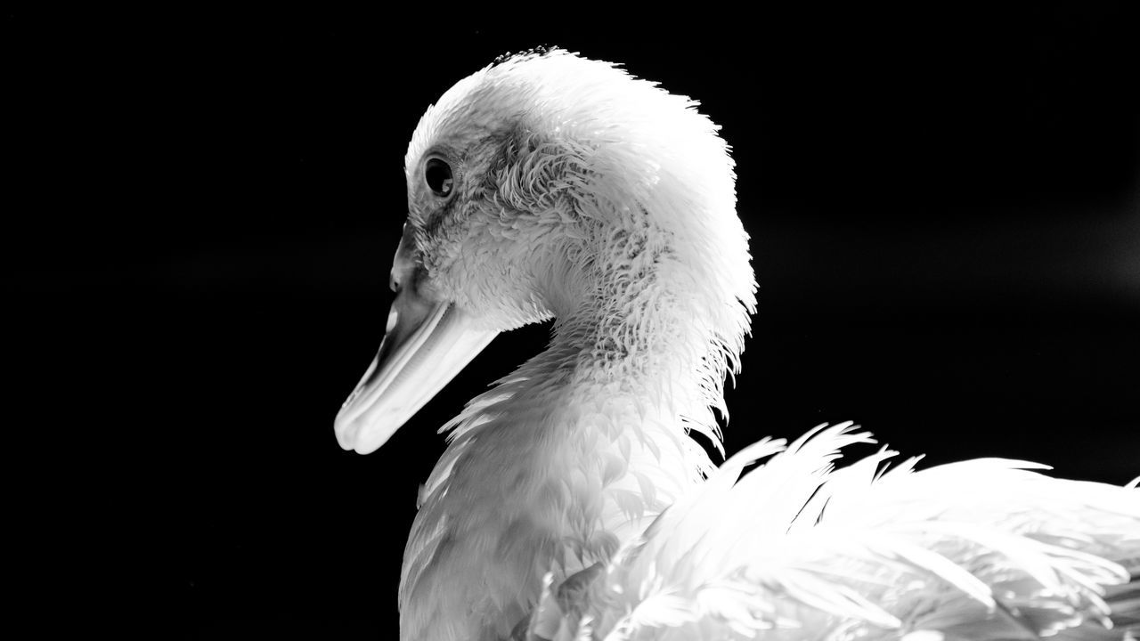 CLOSE-UP OF A BIRD AGAINST BLACK BACKGROUND