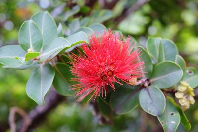 Close-up of calliandra growing outdoors