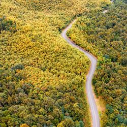 High angle view of road amidst trees in forest