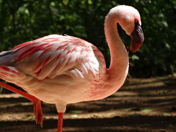 Close-up of flamingo standing on one leg