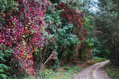 Narrow road along plants and trees