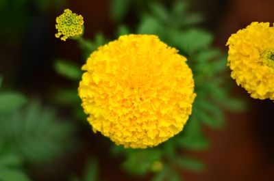 Close-up of yellow marigold blooming outdoors