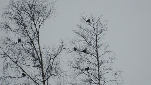 Low angle view of birds perching on bare tree