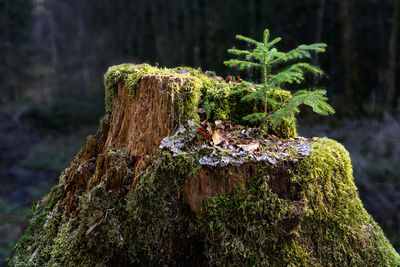 Close-up of moss growing on tree stump in forest