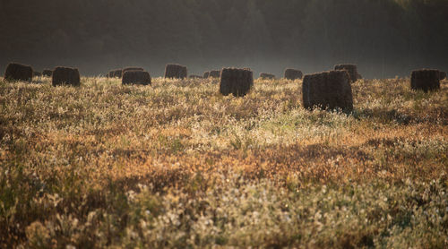 Lots of hay bales or straw rolls in the field in the evening