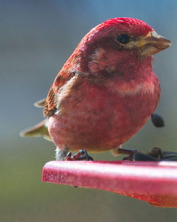 Close-up of bird perching