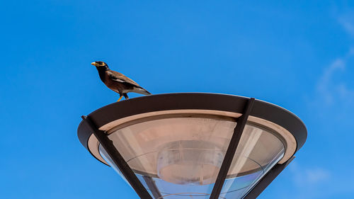 Low angle view of bird perching on glass against blue sky