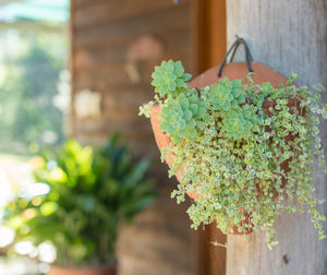 Close-up of potted plant