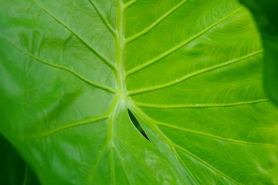 Macro shot of green leaves