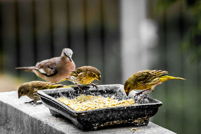 Close-up of bird perching on wood