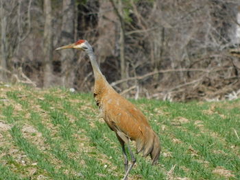Side view of a bird on field