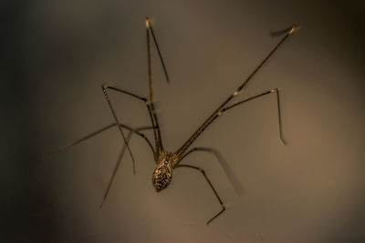 Close-up of spider