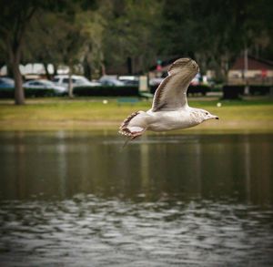 Bird on road by water