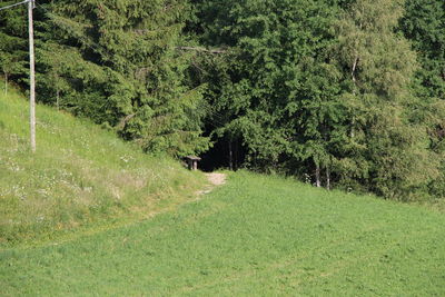 Trees on field in forest