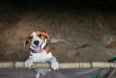 Portrait of dog leaning on fence