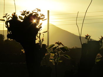 Close-up of silhouette flowers against sunlight