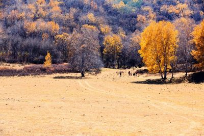 View of trees in forest during autumn