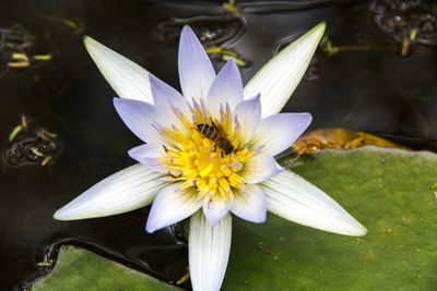 Directly above view of honey bee on lotus water lily in pond