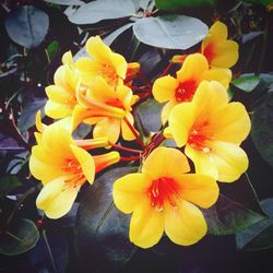 Close-up of yellow flower