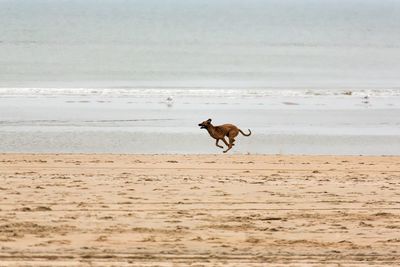 Profile view of dog running on beach