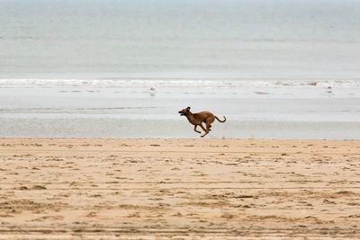 Dog running on beach