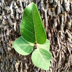 Close-up of green leaf on tree trunk