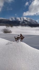 Close-up of snow on land against sky