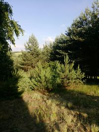 Pine trees on field against sky