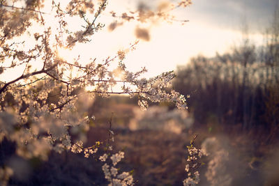 Close-up of plant against sky during sunset