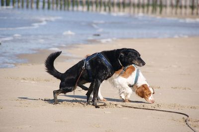Close-up of dogs at beach