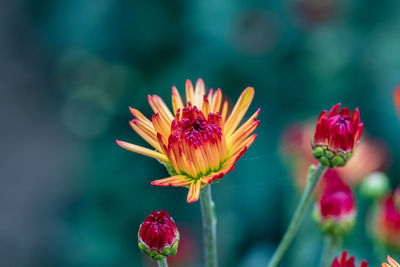 Close-up of pink flower