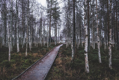 Boardwalk in swamp hiking trail. natural environmental detail view in rovaniemi finland 