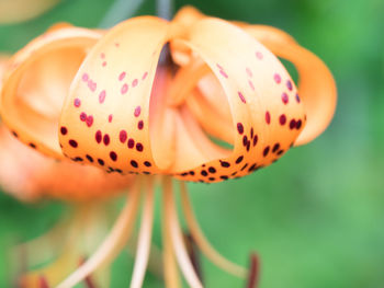 Close-up of flower blooming outdoors