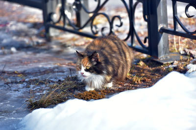 Portrait of a cat on snow covered field