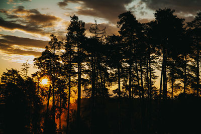 Trees at sunset