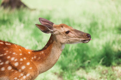 Portrait of a spotted deer in the forest