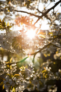 Low angle view of flower tree against bright sun