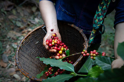 Midsection of person holding berries in basket