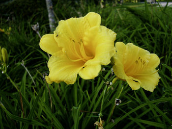 Close-up of yellow day lily blooming outdoors