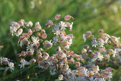 Close-up of flowering plant