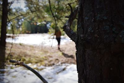 Trees in forest