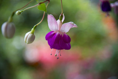 Close-up of purple flowers