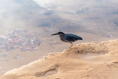 Bird punching on the beach rocks hunting fish. preserved environment. salvador, brazil