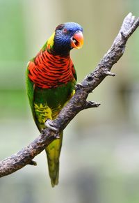 Close-up of parrot perching on branch