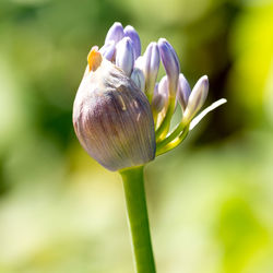 Close-up of tulip blooming outdoors